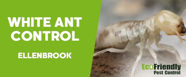 White Ant Control Ellenbrook 