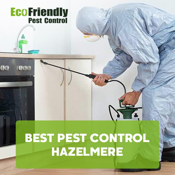 Best Pest Control Hazelmere