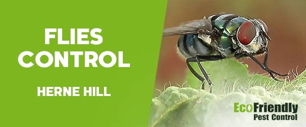 Flies Control Herne Hill 
