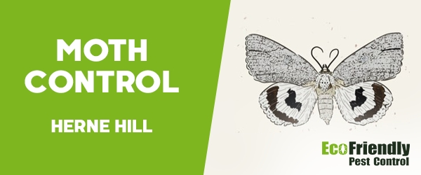 Moth Control Herne Hill 