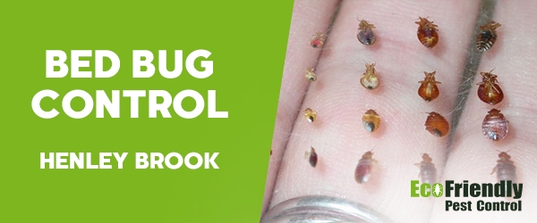 Bed Bug Control Henley Brook 