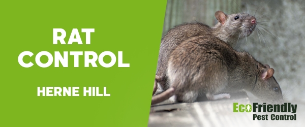 Rat Pest Control Herne Hill 