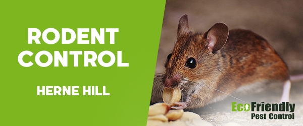 Rodent Treatment Herne Hill 