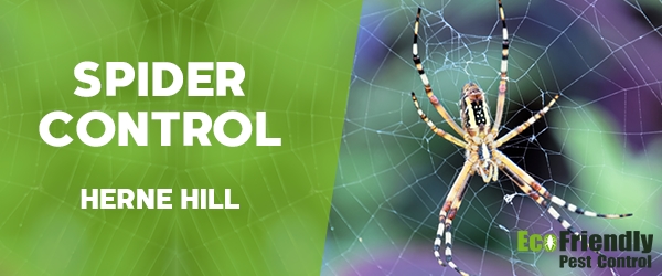 Spider Control Herne Hill 
