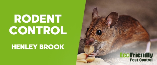 Rodent Treatment Henley Brook 