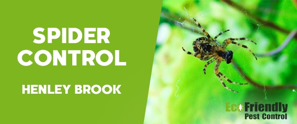 Spider Control Henley Brook 