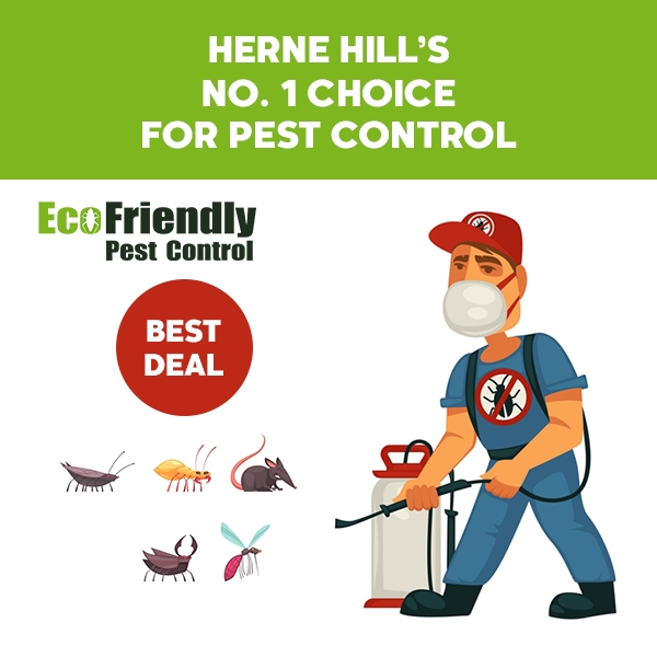 Pest Control Herne Hill 