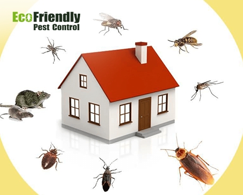 Pest Control Herne Hill 