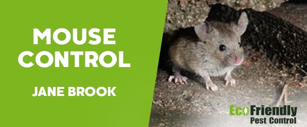 Mouse Control Jane Brook 