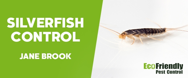 Silverfish Control Jane Brook 