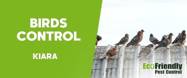 Birds Control  Kiara 