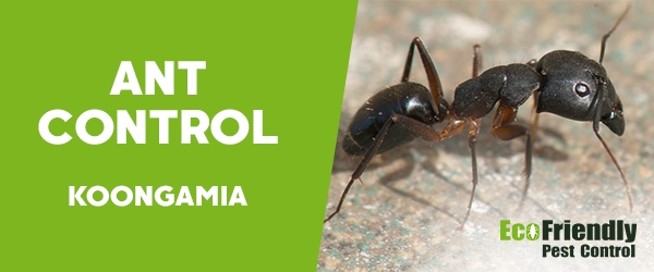 Ant Control Koongamia