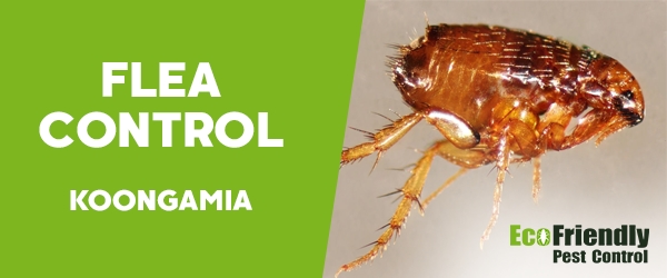 Pest Control Koongamia