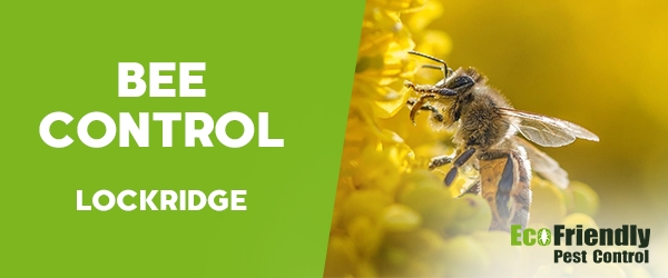 Bee Control Lockridge 