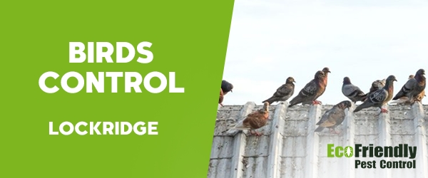 Birds Control Lockridge 