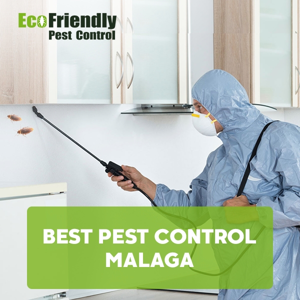 Best Pest Control Malaga