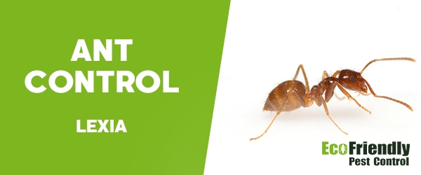Ant Control Lexia 