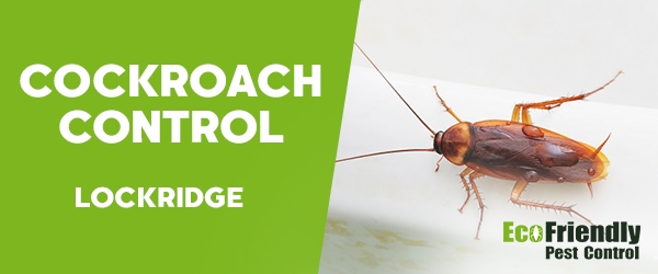 Cockroach Control Lockridge  