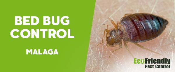 Bed Bug Control Malaga