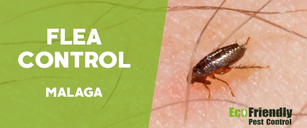 Pest Control Malaga