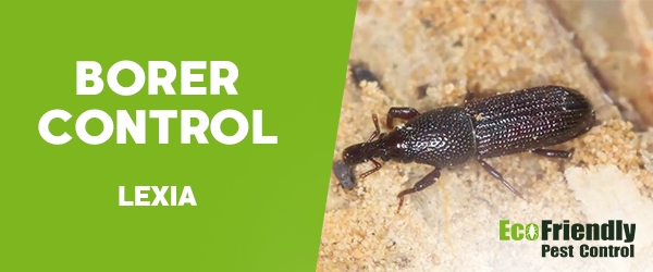 Borer Control Lexia 