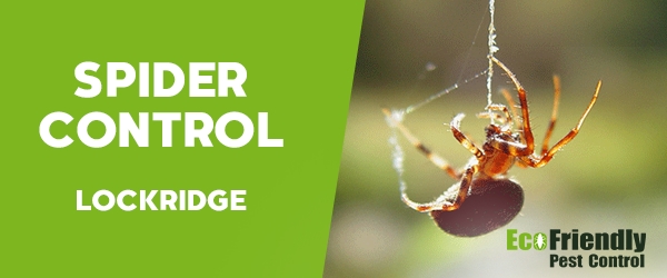 Spider Control Lockridge 