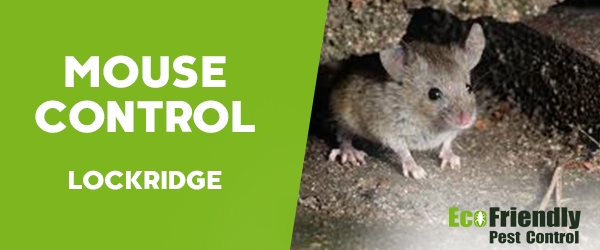 Mouse Control Lockridge 