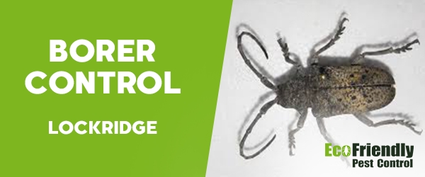 Borer Control Lockridge 