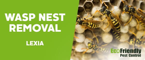 Wasp Nest Remvoal Lexia 