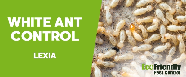 White Ant Control Lexia 