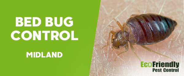 Bed Bug Control Midland