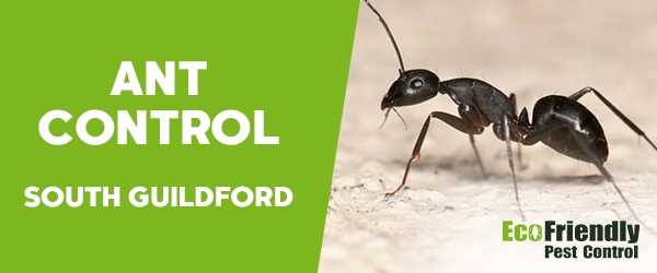 Ant Control South Guildford 