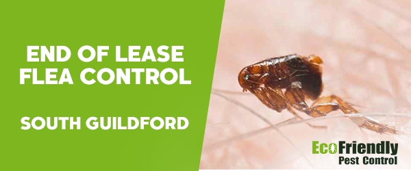 End of Lease Flea Control South Guildford 