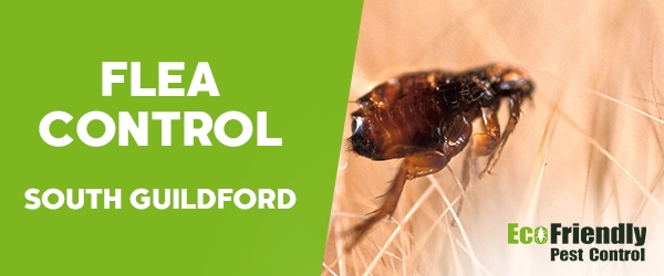 Fleas Control South Guildford 