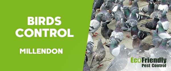 Birds Control Millendon 