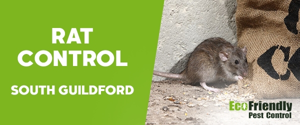 Rat Pest Control South Guildford 