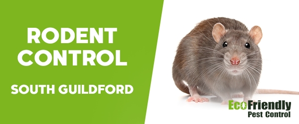 Rodent Treatment South Guildford 