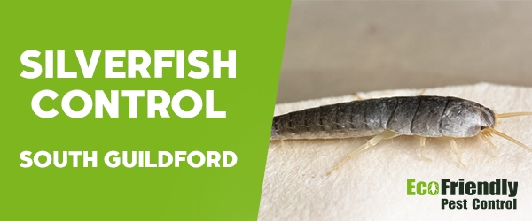 Silverfish Control South Guildford 