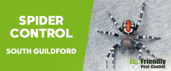 Spider Control South Guildford 