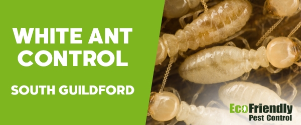 White Ant Control South Guildford 