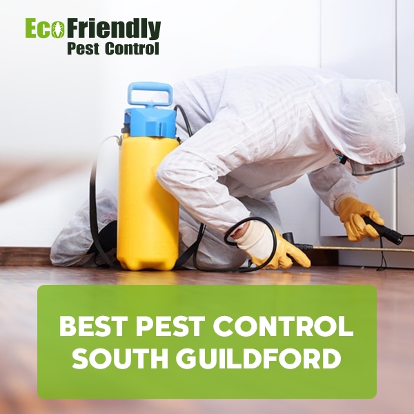 Best Pest Control South Guildford 