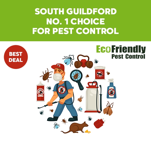 Pest Control South Guildford 