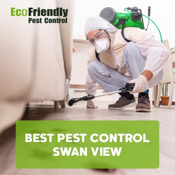 Best Pest Control Henley Brook 