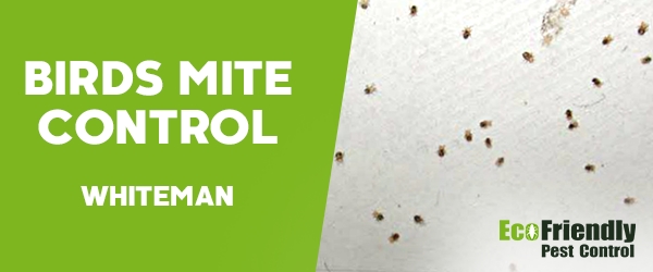 Bird Mite Control  Whiteman 