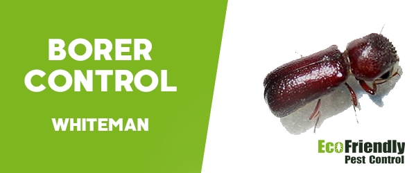 Borer Control  Whiteman 