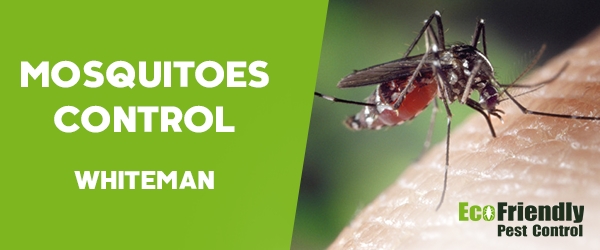 Mosquitoes Control  Whiteman 