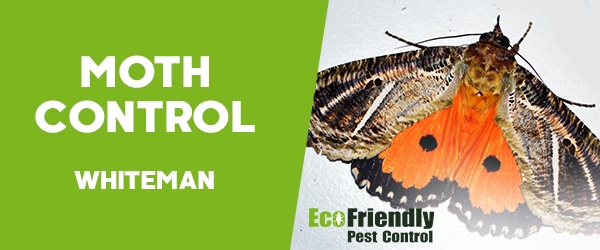 Moth Control  Whiteman 