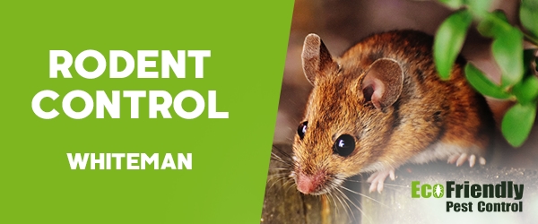 Rodent Treatment  Whiteman 