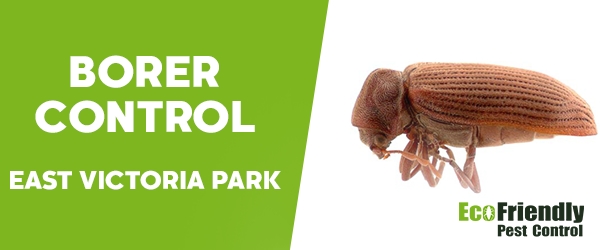 Borer Control  East Victoria Park 