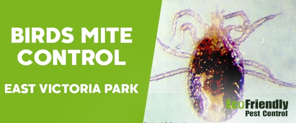 Bird Mite Control  East Victoria Park 